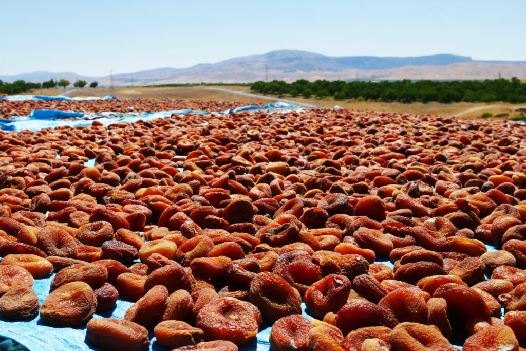 Des milliers d'abricots étalés sous le soleil pour le séchage