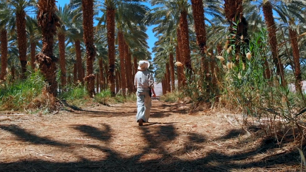 Nirit, agricultrice israélienne en train de marcher dans une de ses palmeraies de dattiers